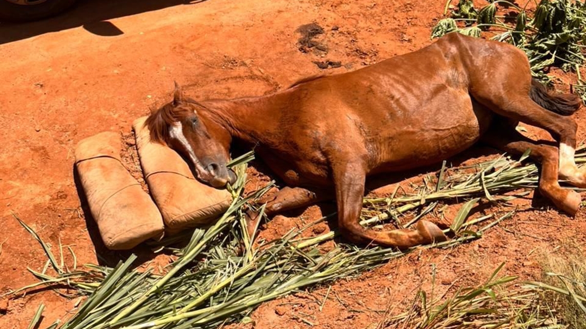 Defesa Civil de Caldas Novas resgata égua vítima de maus-tratos