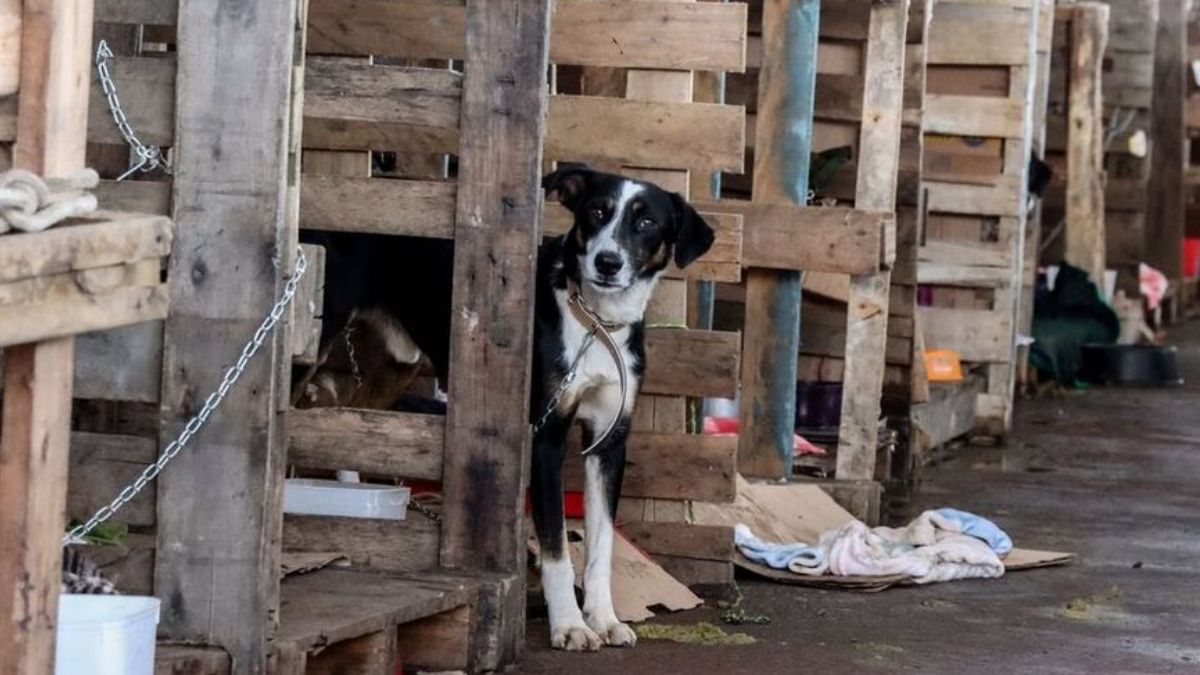 Seminário sobre fiscalização de maus-tratos reúne profissionais da área em Senador Canedo